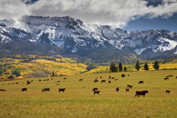 Grall, Don 아티스트의 CO, Uncompahgre NF, Hastings Mesa Cattle grazing 작품